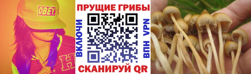 Псилоцибиновые грибы мухоморы  Купить где  Кстово 